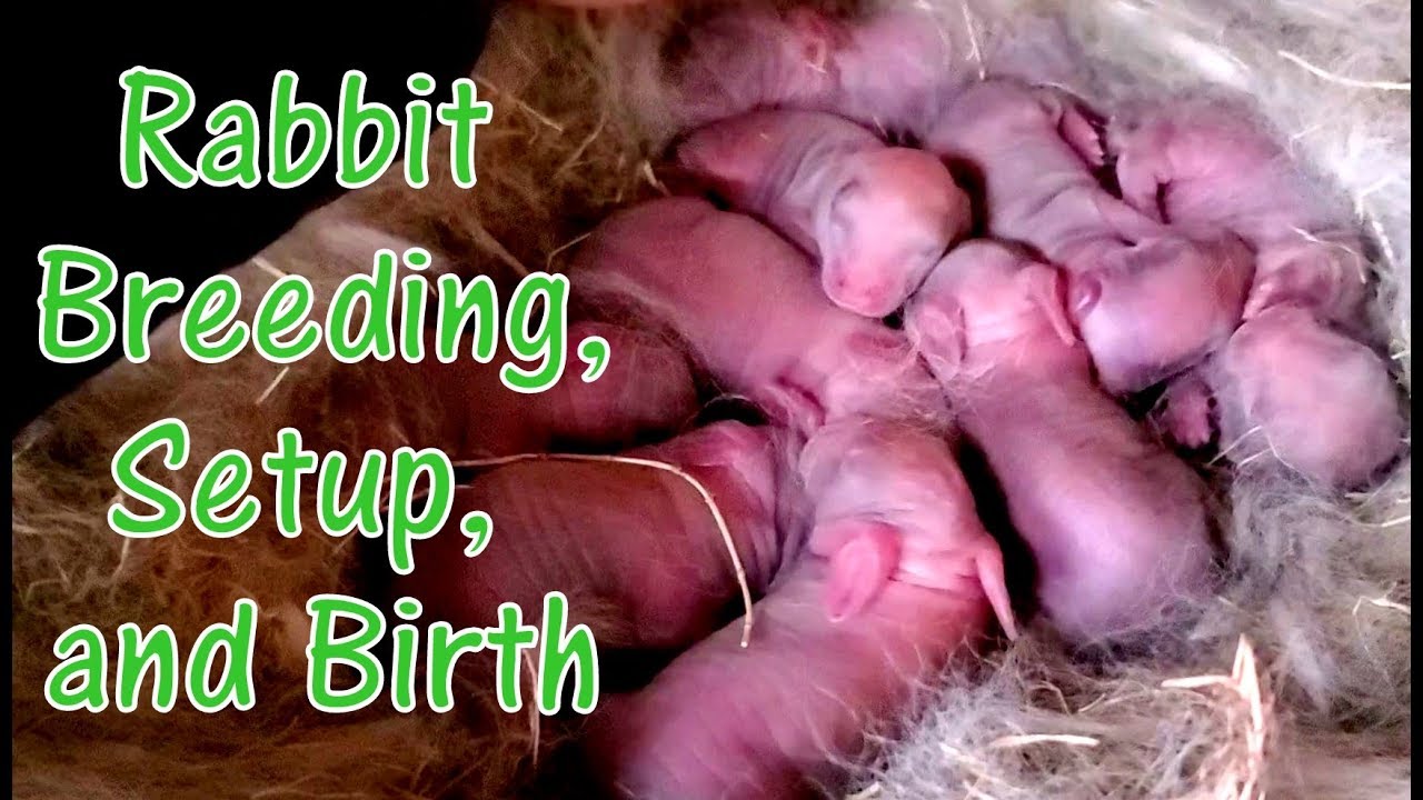 Raising Meat Rabbits - Nesting and Delivery