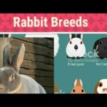 Rabbit breeds: Cute and awesome breeds