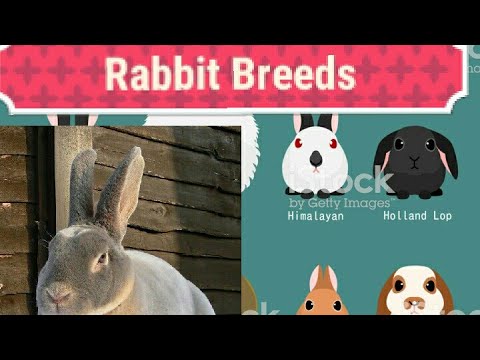 Rabbit breeds: Cute and awesome breeds