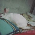 Cute baby bunny's adorable moment