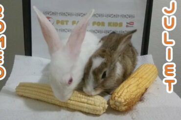 RABBİT EATİNG EGYPT ASMR & Rabbit Romeo and Juliet