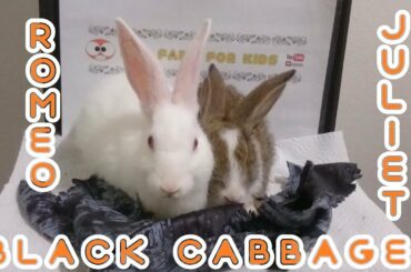 RABBİT EATS BLACK CABBAGE ASMR & RABBİT ROMEO