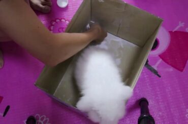 Lop Whity |  | First Bath for Fluffy Cute Pet Rabbit