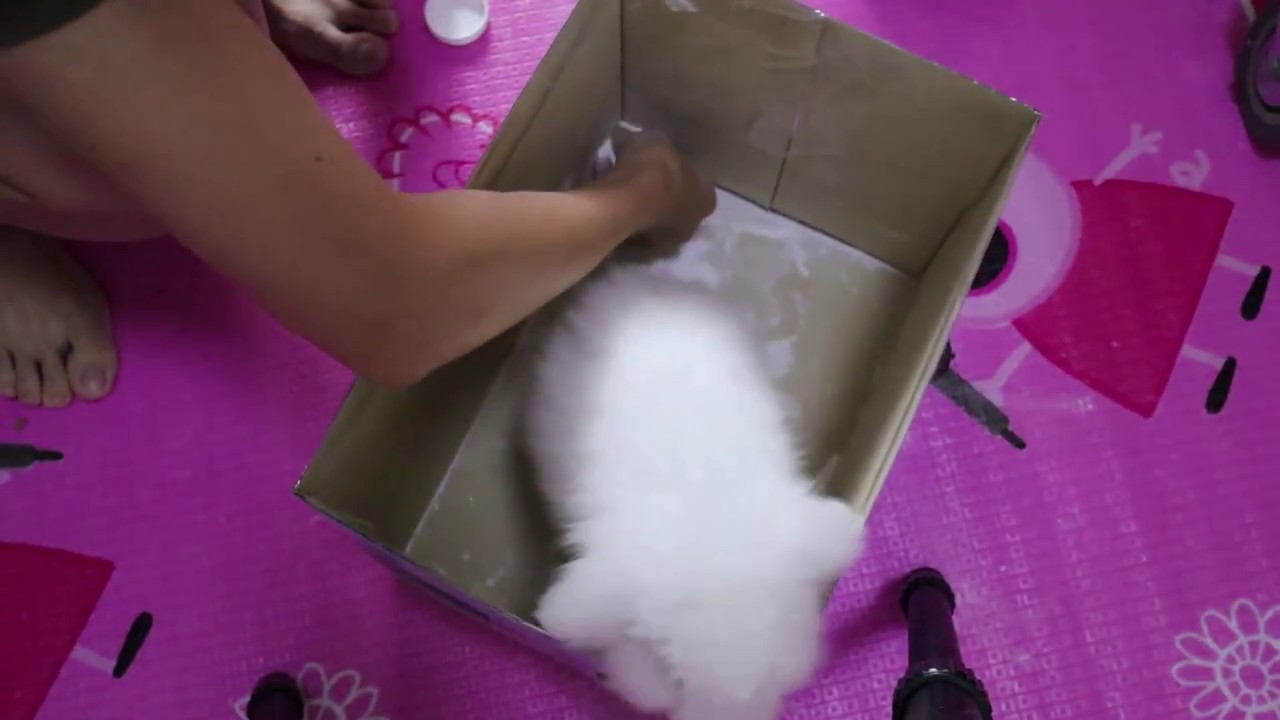 Lop Whity |  | First Bath for Fluffy Cute Pet Rabbit