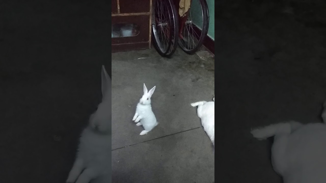 how| happy bunny | cute bunny |dance| funny|viral  video