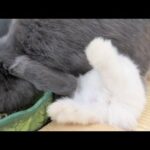 Epic Baby Bunny Meal Time!