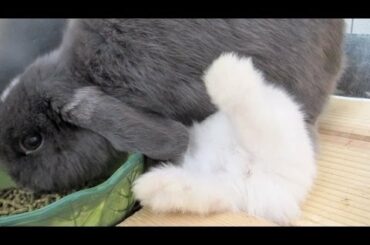 Epic Baby Bunny Meal Time!