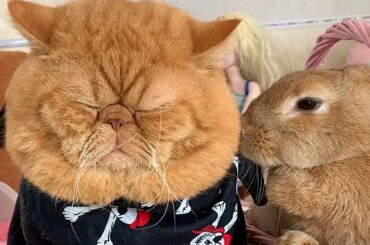 Squishy Face Cat and Rabbit Are Cute Buds