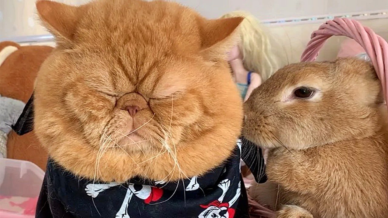 Squishy Face Cat and Rabbit Are Cute Buds