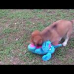 😍The best funny puppies playing with plastic rabbit