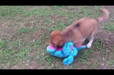 😍The best funny puppies playing with plastic rabbit
