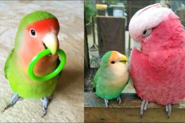 Funny Parrots Videos Compilation cute moment of the animals - Cutest Parrots #5