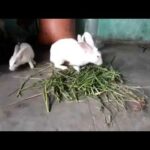 Beautiful and cute rabbit baby Eating real video 2019