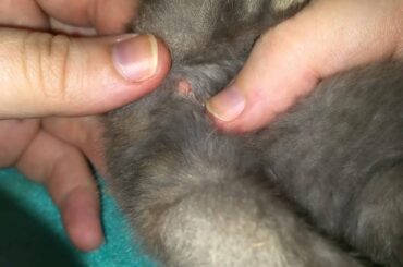 How to Gender Baby Bunnies Part 2.