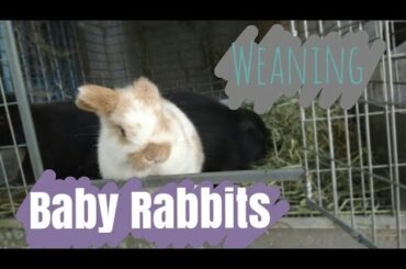 Weaning Baby Rabbits | How to Wean Bunnies from Mom