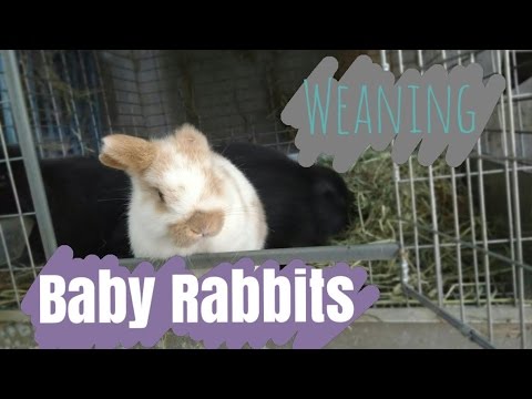 Weaning Baby Rabbits | How to Wean Bunnies from Mom