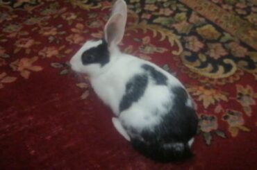 Cute White Bunny Rabbit Eats A Carrot