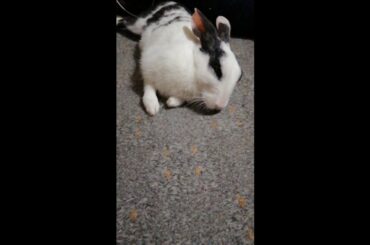 Cute White Bunny Rabbit Taking A Nap