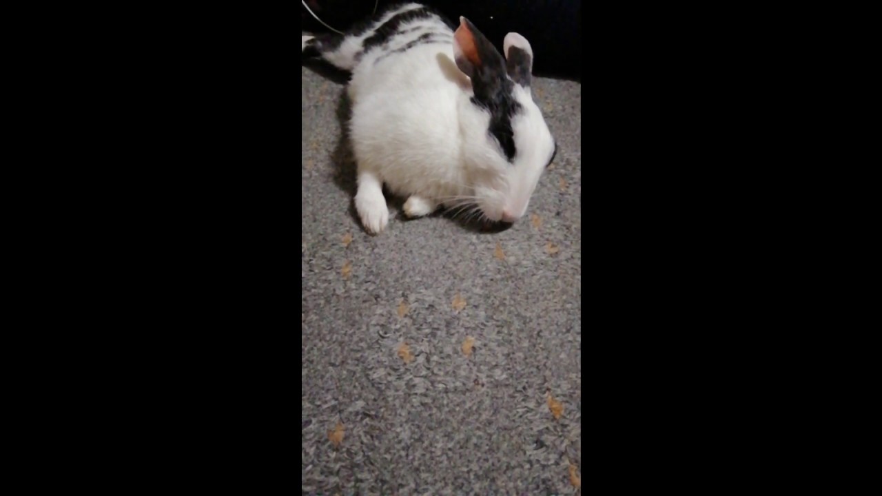 Cute White Bunny Rabbit Taking A Nap