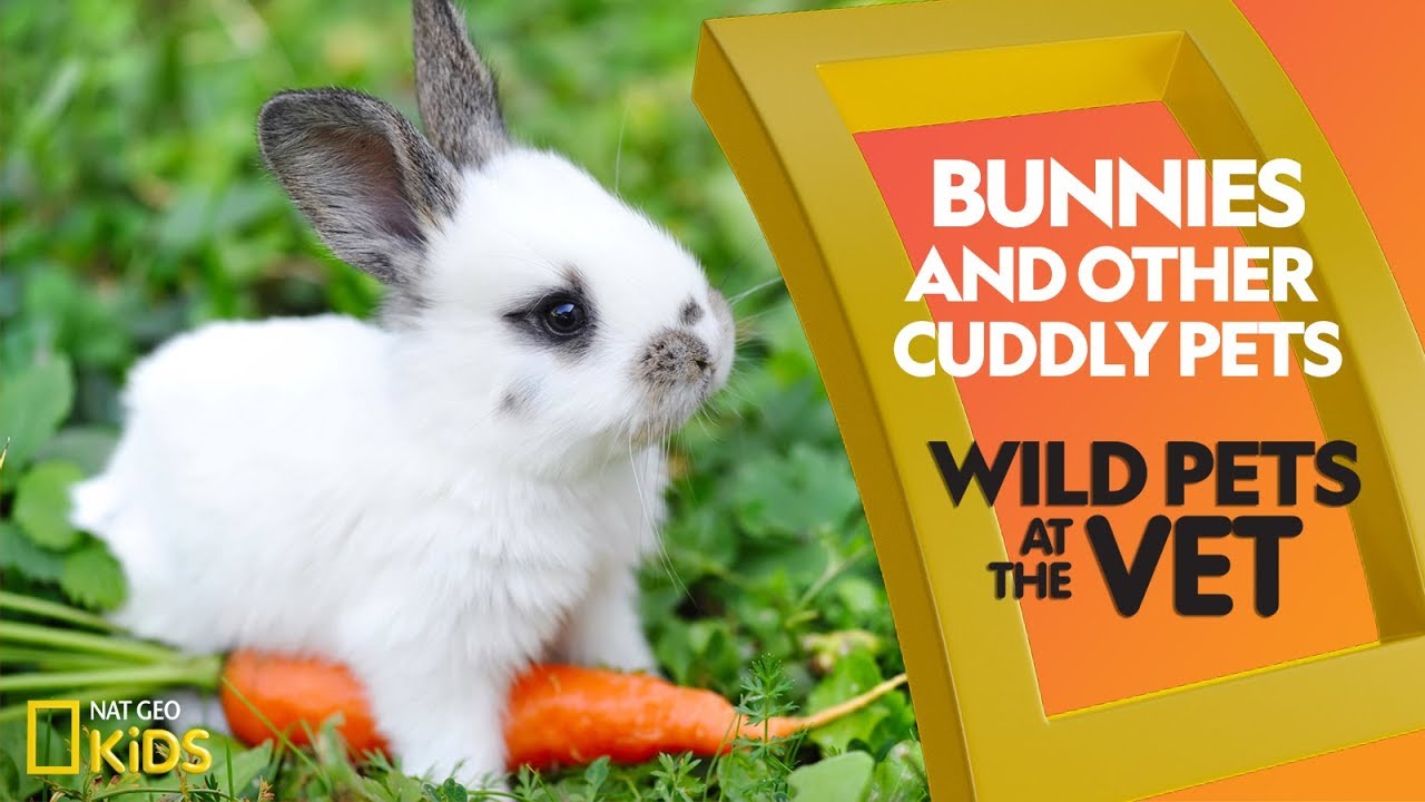 Bunnies and Other Cuddly Pets | Wild Pets at the Vet