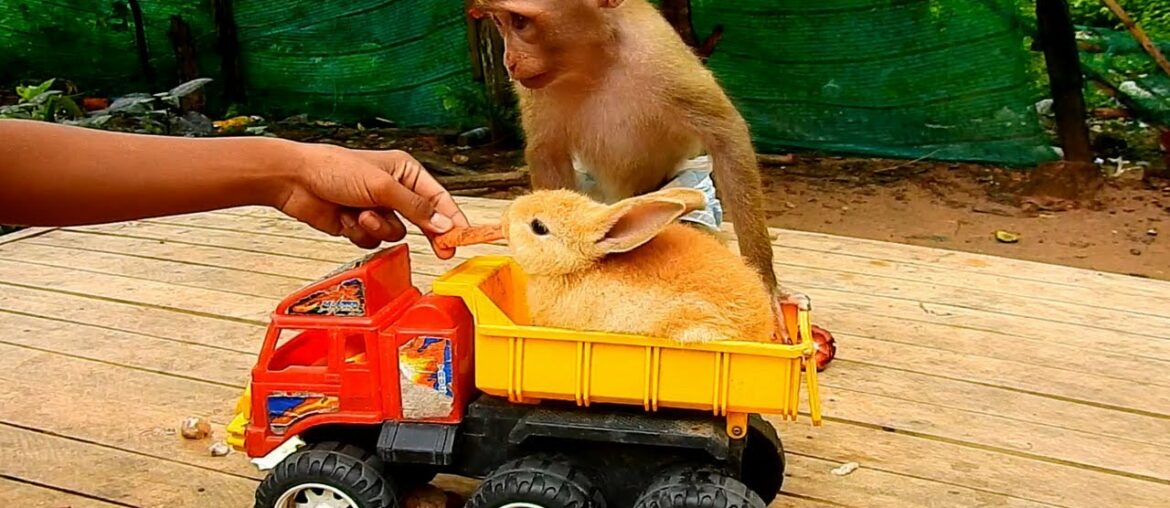 Monkey Bob | Monkey Bob Jealous With Bunny When Karuna Offer Food To Bunny