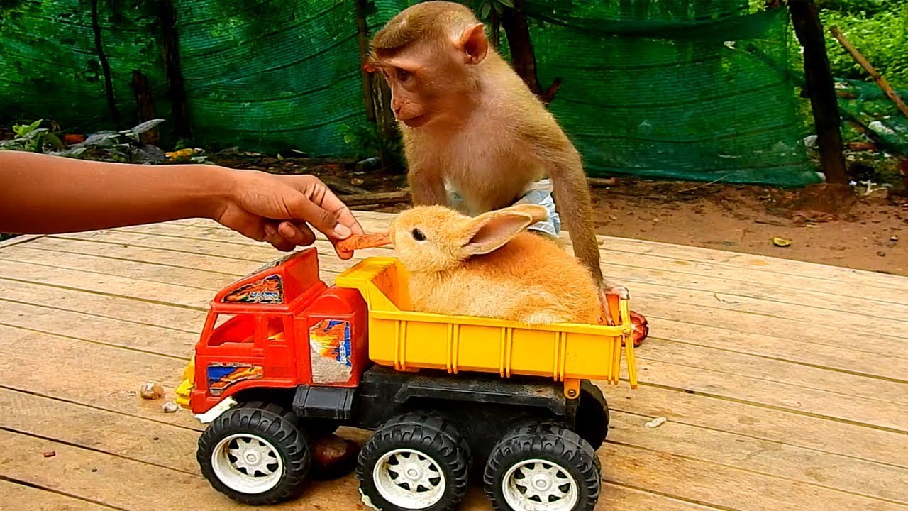 Monkey Bob | Monkey Bob Jealous With Bunny When Karuna Offer Food To Bunny