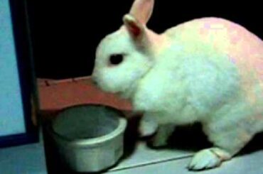 documentary rabbit | cute rabbit drinking water documentary | cute animals |