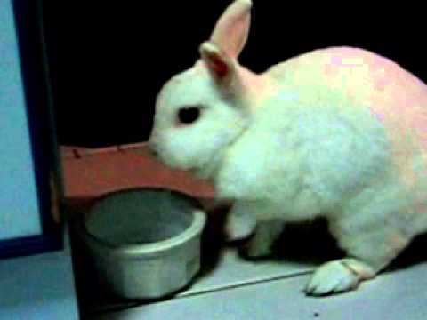 documentary rabbit | cute rabbit drinking water documentary | cute animals |