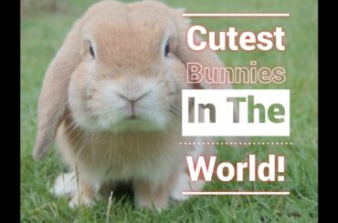MOST Cutest Bunnies in the world! Very Cute, Sweet, and Silly