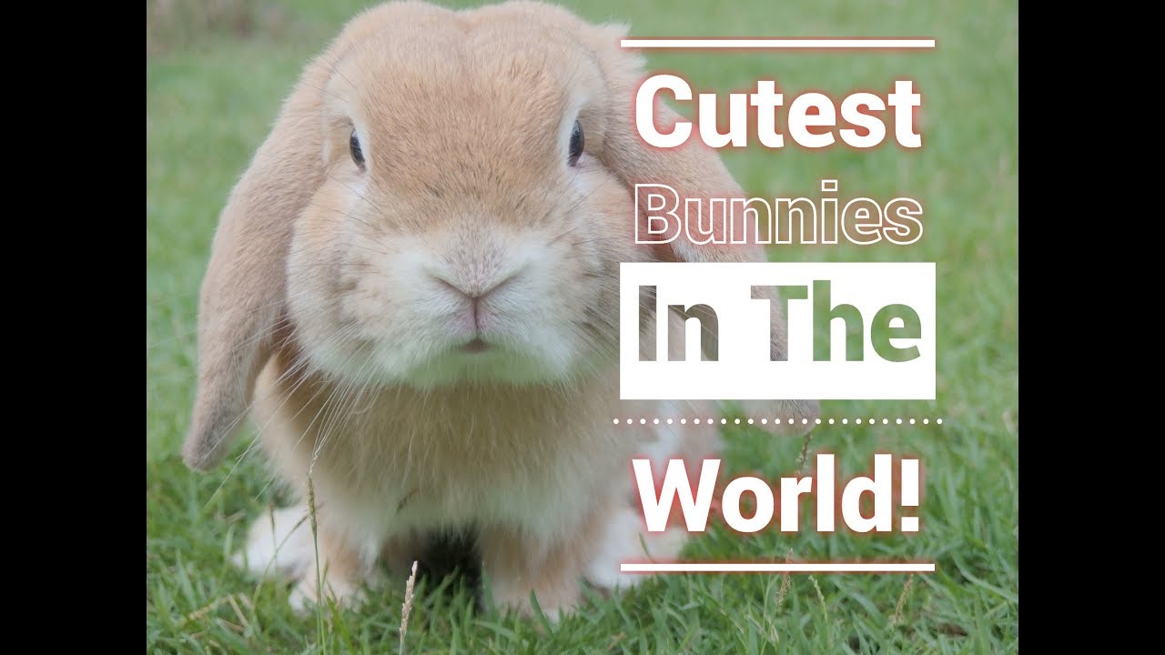 MOST Cutest Bunnies in the world! Very Cute, Sweet, and Silly