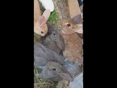 baby bunnies eating leaves