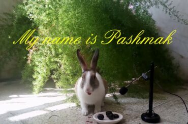 So cute Rabbit eating Grape - Videos for Kids - ASMR  Eating show