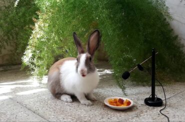 So cute Rabbit eating Peach - Videos for Kids - ASMR - Eating show