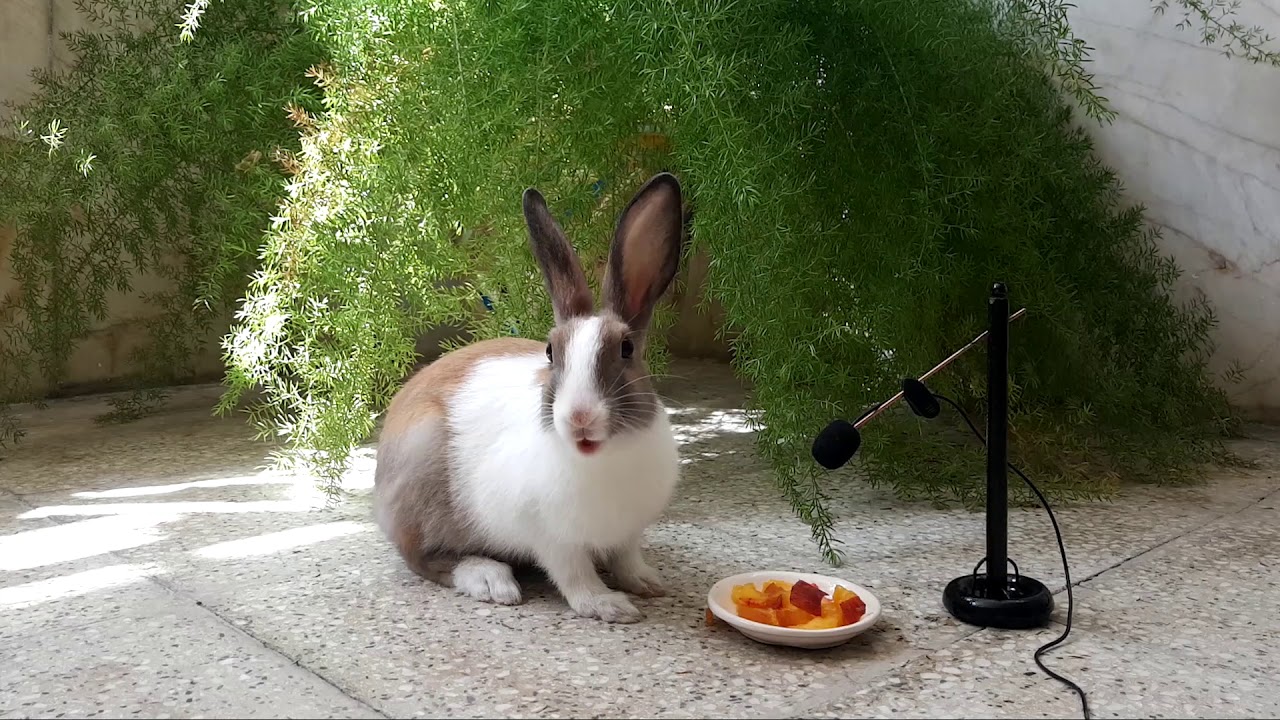 So cute Rabbit eating Peach - Videos for Kids - ASMR - Eating show