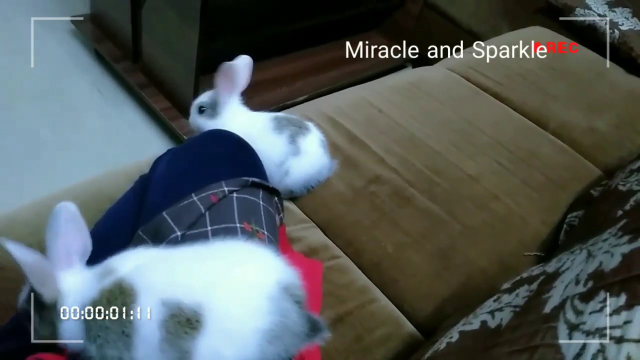 Baby rabbit RUNNING SUPER FAST 😍