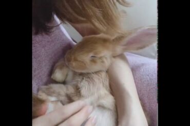 【リラックスうさぎ:リオくん】Rabbit sleeps like baby.赤ちゃんのように眠るウサギ