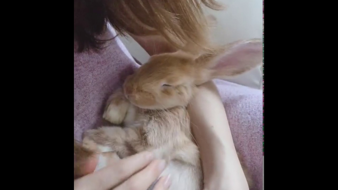 【リラックスうさぎ:リオくん】Rabbit sleeps like baby.赤ちゃんのように眠るウサギ