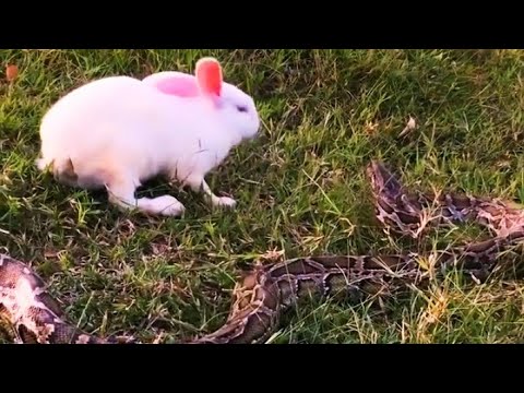 Anaconda hurting cute rabbit