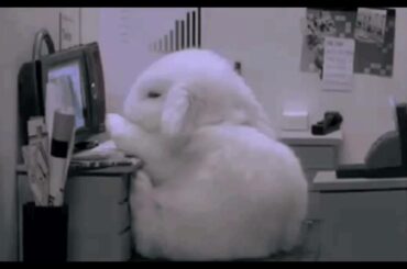 Baby Bunny at work (GIF)