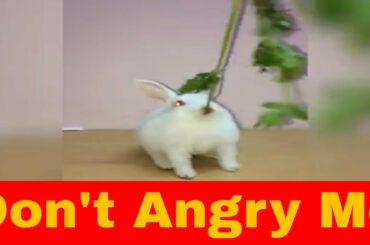 funny baby rabbit | Agressive Bunny for food | Angry Pet Rabbit for Food | cute baby bunny videos