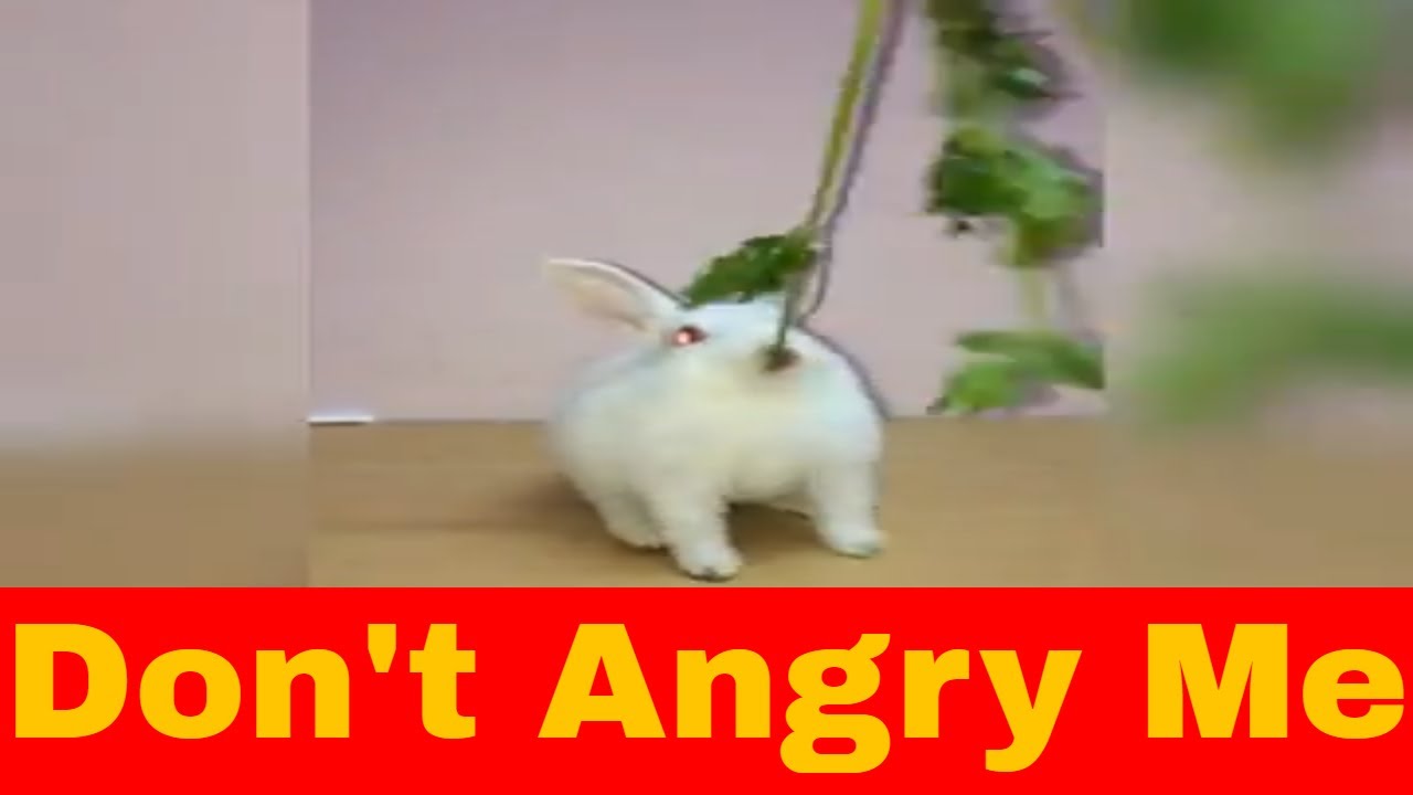 funny baby rabbit | Agressive Bunny for food | Angry Pet Rabbit for Food | cute baby bunny videos