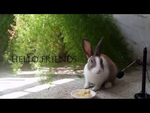 So cute Rabbit eating Banana - Videos for Kids - ASMR - Eating show