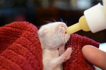 Bottle fed 1 week old bunny.