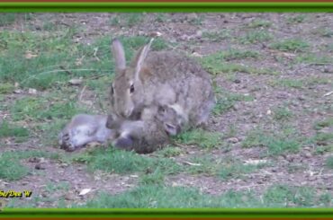 Cute Wild Baby Rabbits want a Feed / Wildlife in My Backyard