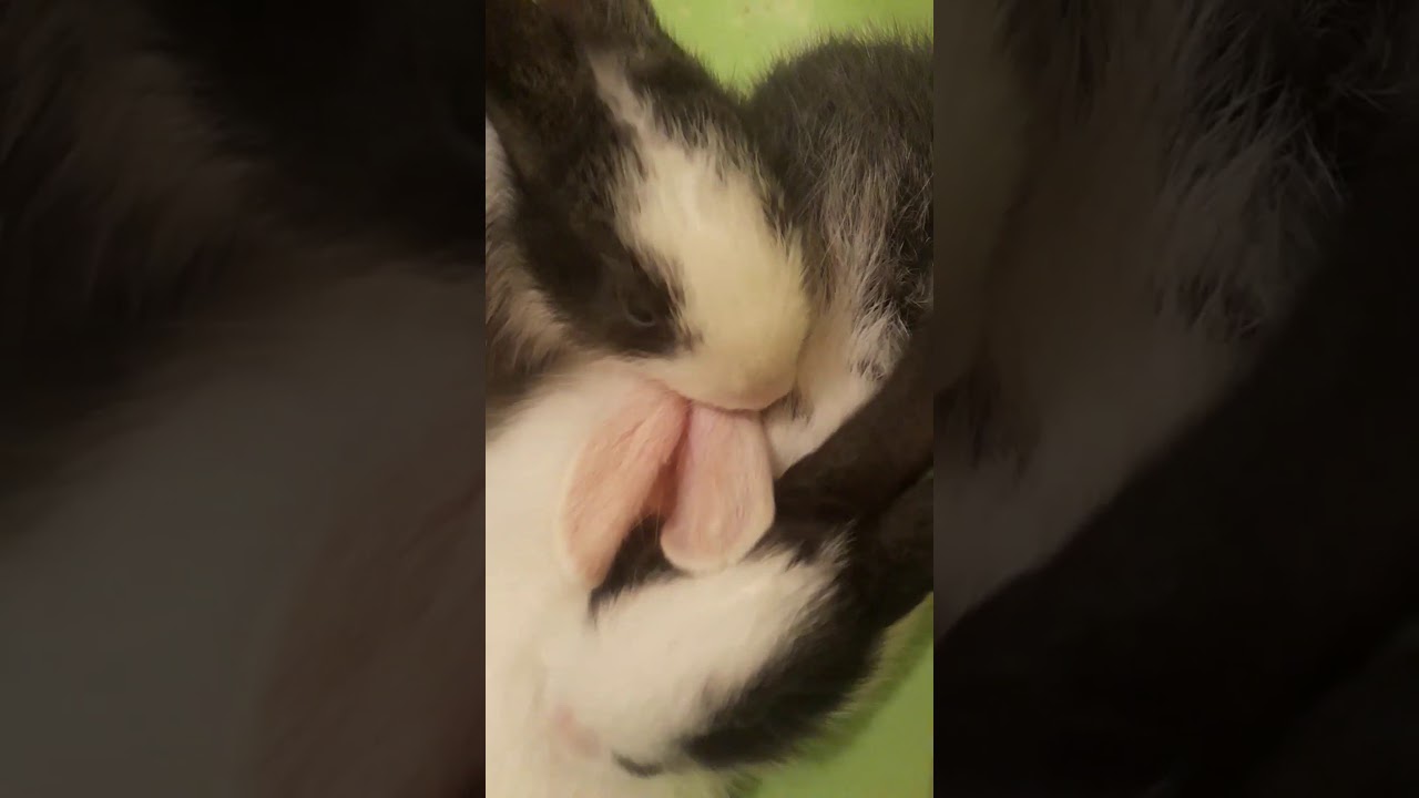 my cute baby bunnies licking eachother 🐰💕