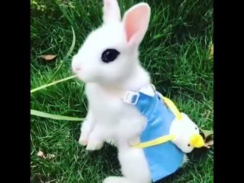 So cute rabbit