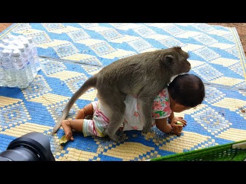 Good relationship betweeen poor monkey Sok and cute baby