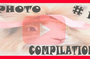 ♥♥Cute RABBITS Photos ♥♥ # 1 - ☼Beautiful Garden Pet ☼