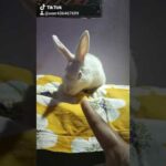 Angry Rabbit 🐇