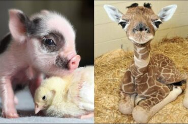 Cute baby animals Videos Compilation cute moment of the animals - Cute Animal Babies #4